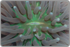 Green Long Tentacle Plate Coral